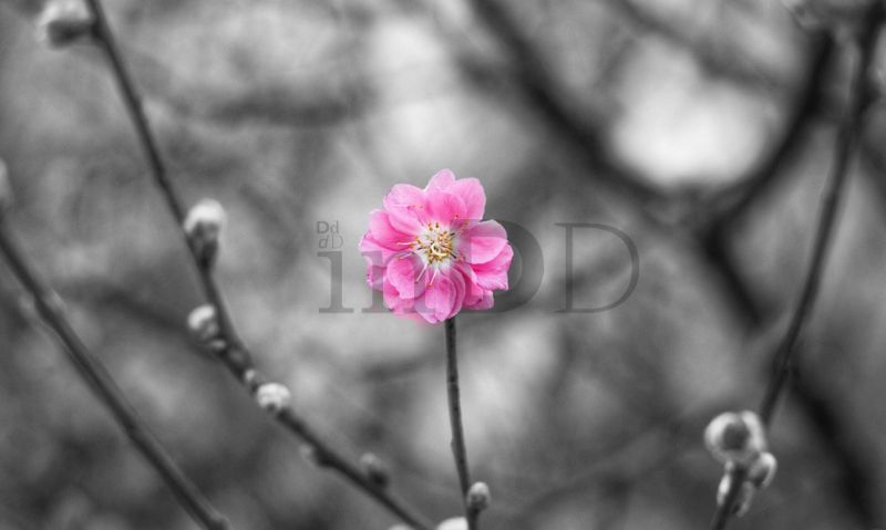 Nguyên lý thị giác nhấn mạnh